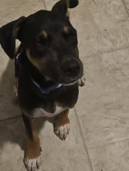 Shelter Stray Female Dog last seen Near swift creek, County/Unicorporated, NC, 1491 Business Park Ct, Gastonia, NC 28052, USA