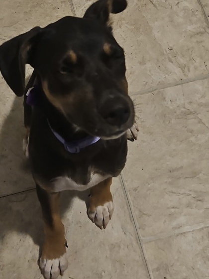 Shelter Stray Female Dog last seen Near swift creek, County/Unicorporated, NC, 1491 Business Park Ct, Gastonia, NC 28052, USA