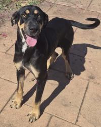 Shelter Stray Female Dog last seen Near Greenwood rd, Caddo Parish, LA, 1500 Monty St, Shreveport, LA 71107, USA