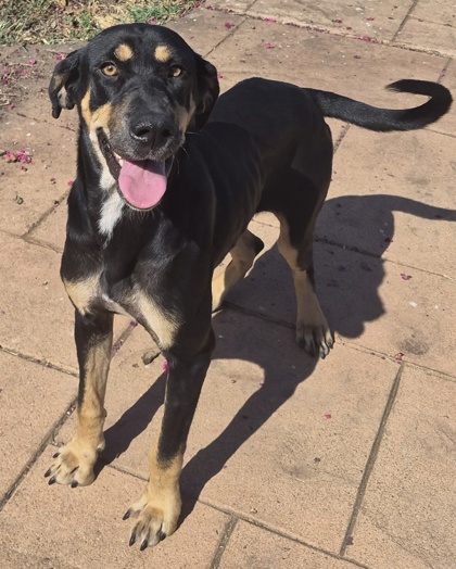 Shelter Stray Female Dog last seen Near Greenwood rd, Caddo Parish, LA, 1500 Monty St, Shreveport, LA 71107, USA