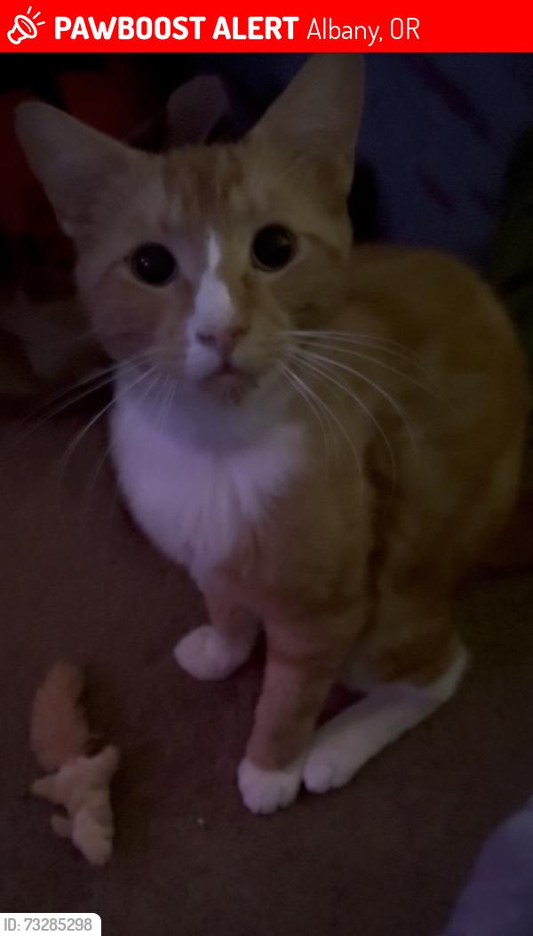 Lost Male Cat last seen Concer and Woods, Albany, OR 97321