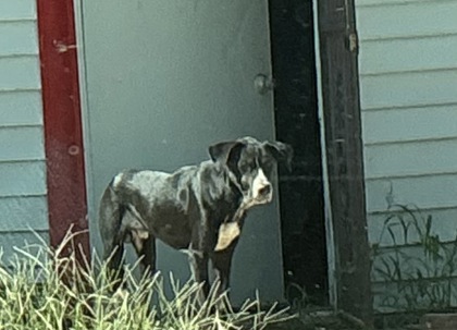 Shelter Stray Male Dog last seen Darien St., Caddo Parish, LA, 1500 Monty St, Shreveport, LA 71107, USA