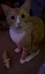 Lost Male Cat last seen Concer and Woods, Albany, OR 97321