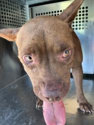 Shelter Stray Female Dog last seen Lawton St, Caddo Parish,, 1500 Monty St, Shreveport, LA 71107, USA