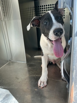 Shelter Stray Male Dog last seen Christian Ave, Caddo Parish,, 1500 Monty St, Shreveport, LA 71107, USA