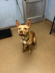 Shelter Stray Male Dog last seen , , GA, 3280 Chamblee Dunwoody Rd, Chamblee, GA 30341, USA