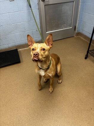Shelter Stray Male Dog last seen , , GA, 3280 Chamblee Dunwoody Rd, Chamblee, GA 30341, USA