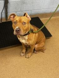 Shelter Stray Male Dog last seen Near River Road Decatur, 30034, 30034, GA, 3280 Chamblee Dunwoody Rd, Chamblee, GA 30341, USA