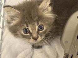 Shelter Stray Male Cat last seen Emery St, 43609, OH, 827 Illinois Ave, Maumee, OH 43537, USA