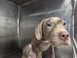Shelter Stray Male Dog last seen Near S Mays St, City of Round Rock, TX, 1855 SE Inner Loop, Georgetown, TX 78626, USA