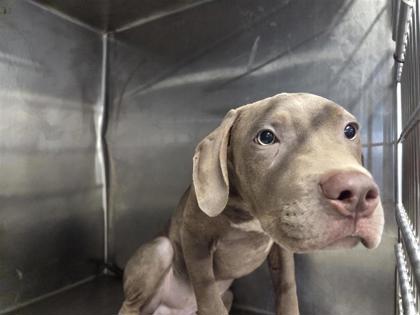 Shelter Stray Male Dog last seen Near S Mays St, City of Round Rock, TX, 1855 SE Inner Loop, Georgetown, TX 78626, USA