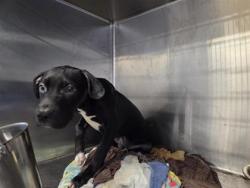 Shelter Stray Male Dog last seen Near S Mays St, City of Round Rock, TX, 1855 SE Inner Loop, Georgetown, TX 78626, USA