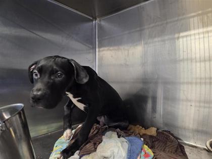 Shelter Stray Male Dog last seen Near S Mays St, City of Round Rock, TX, 1855 SE Inner Loop, Georgetown, TX 78626, USA