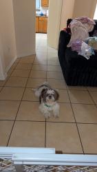 Reunited Male Dog last seen Moorefield rd, Mission, TX 78572