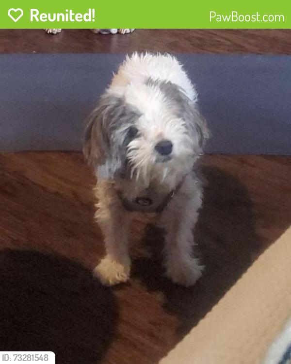 Reunited Female Dog last seen Olmos Dr & Peavy Rd, Dallas, TX 75218