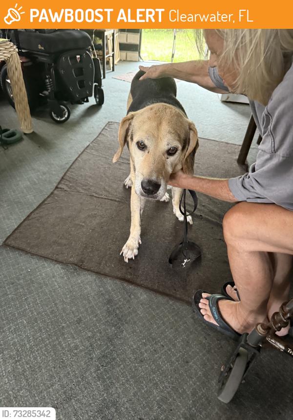 Found/Stray Male Dog last seen Seville Blvd Service Road, Clearwater, FL 33764