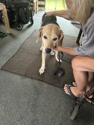 Found/Stray Male Dog last seen Seville Blvd Service Road, Clearwater, FL 33764