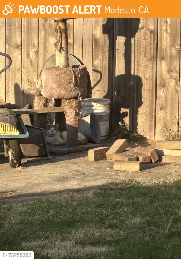 Found/Stray Unknown Cat last seen Richland ave, Modesto, CA 95351