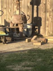 Found/Stray Unknown Cat last seen Richland ave, Modesto, CA 95351