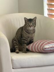 Lost Male Cat last seen OBT y john young, Orlando, FL 32837