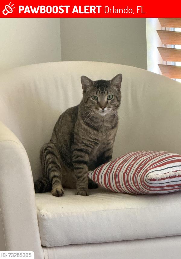 Lost Male Cat last seen OBT y john young, Orlando, FL 32837