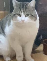 Lost Male Cat last seen 43rd & Girard Ave N, Minneapolis, MN 55412