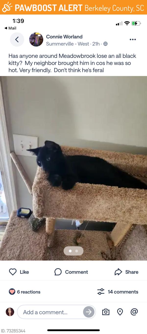 Found/Stray Unknown Cat last seen I dont know, Berkeley County, SC 29483