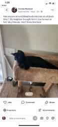 Found/Stray Unknown Cat last seen I dont know, Berkeley County, SC 29483