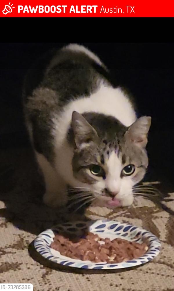 Lost Female Cat last seen Blairview Ln and Mason Dells, Austin, TX 78748