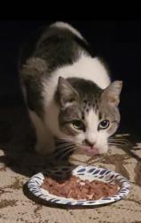 Lost Female Cat last seen Blairview Ln and Mason Dells, Austin, TX 78748
