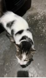 Found/Stray Unknown Cat last seen Blountville TN, Blountville, TN 37617