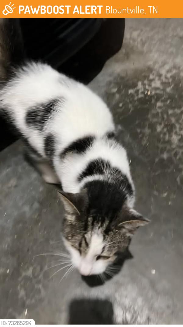 Found/Stray Unknown Cat last seen Blountville TN, Blountville, TN 37617
