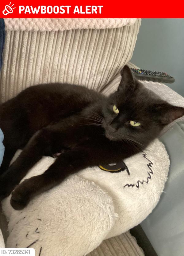 Lost Female Cat last seen College road, Bristol City, England BS16 2HP