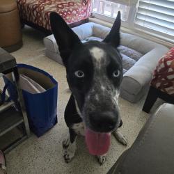 Reunited Female Dog last seen S Capri Drive, Ormond Beach, FL 32174