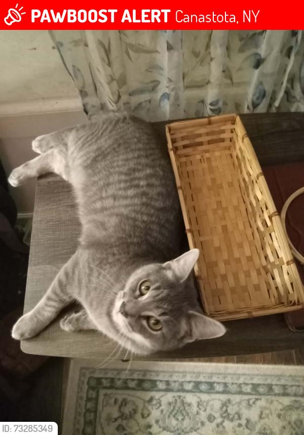 Lost Male Cat last seen Canastota, Canastota, NY 13032