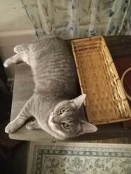 Lost Male Cat last seen Canastota, Canastota, NY 13032