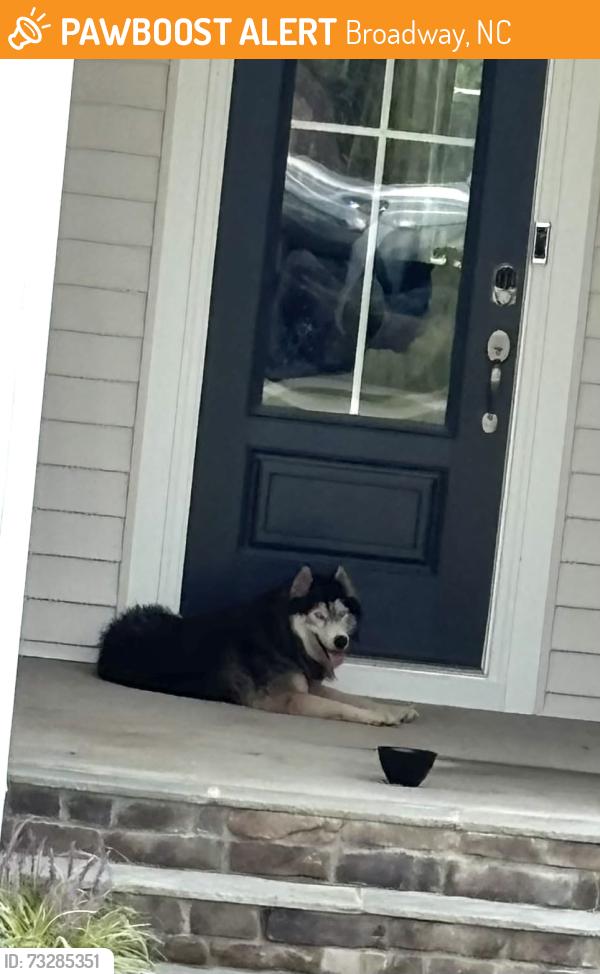 Found/Stray Female Dog last seen Near Thomas store Rd, Broadway, NC 27505