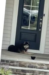 Found/Stray Female Dog last seen Near Thomas store Rd, Broadway, NC 27505