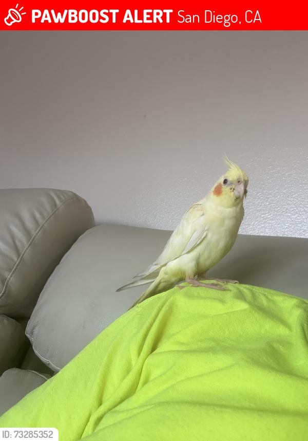 Lost Male Bird last seen Delta and division, San Diego, CA 92113