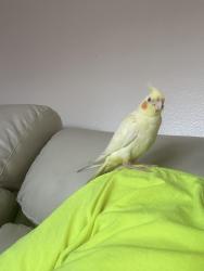 Lost Male Bird last seen Delta and division, San Diego, CA 92113