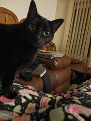Lost Female Cat last seen Above Meinig Park on Meinig Ave Sandy, OR, Sandy, OR 97055