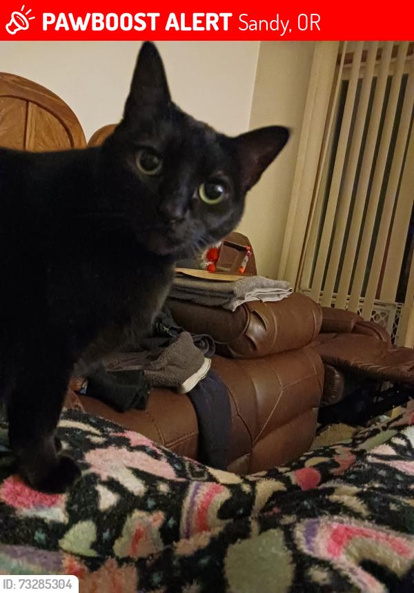 Lost Female Cat last seen Above Meinig Park on Meinig Ave Sandy, OR, Sandy, OR 97055