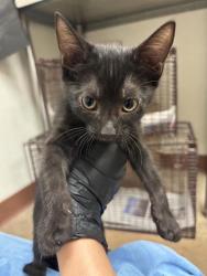 Shelter Stray Female Cat last seen Near E Rundberg Lane, AUSTIN, TX, 78753, 7201 Levander Loop bldg a, Austin, TX 78702, USA