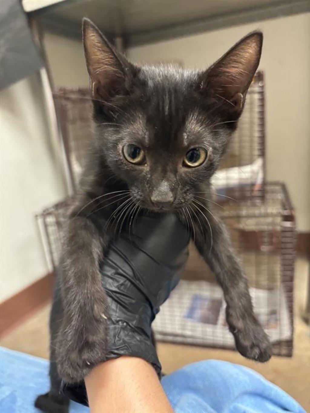 Shelter Stray Female Cat last seen Near E Rundberg Lane, AUSTIN, TX, 78753, 7201 Levander Loop bldg a, Austin, TX 78702, USA
