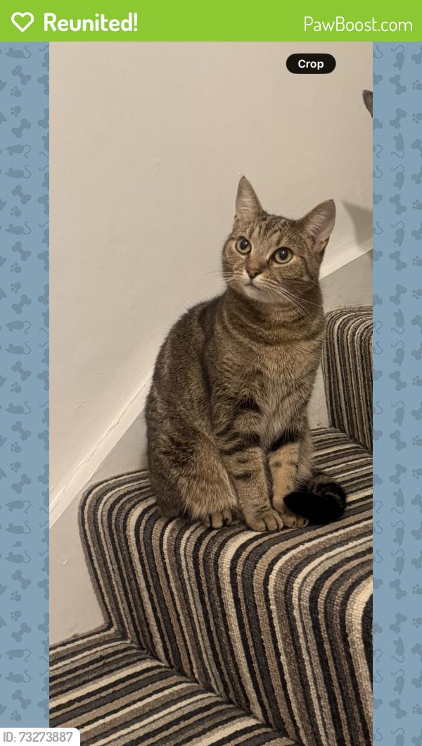 Reunited Female Cat last seen Langton Avenue, Greater London, England 