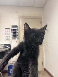 Shelter Stray Female Cat last seen Near E Rundberg Lane, AUSTIN, TX, 78753, 7201 Levander Loop bldg a, Austin, TX 78702, USA
