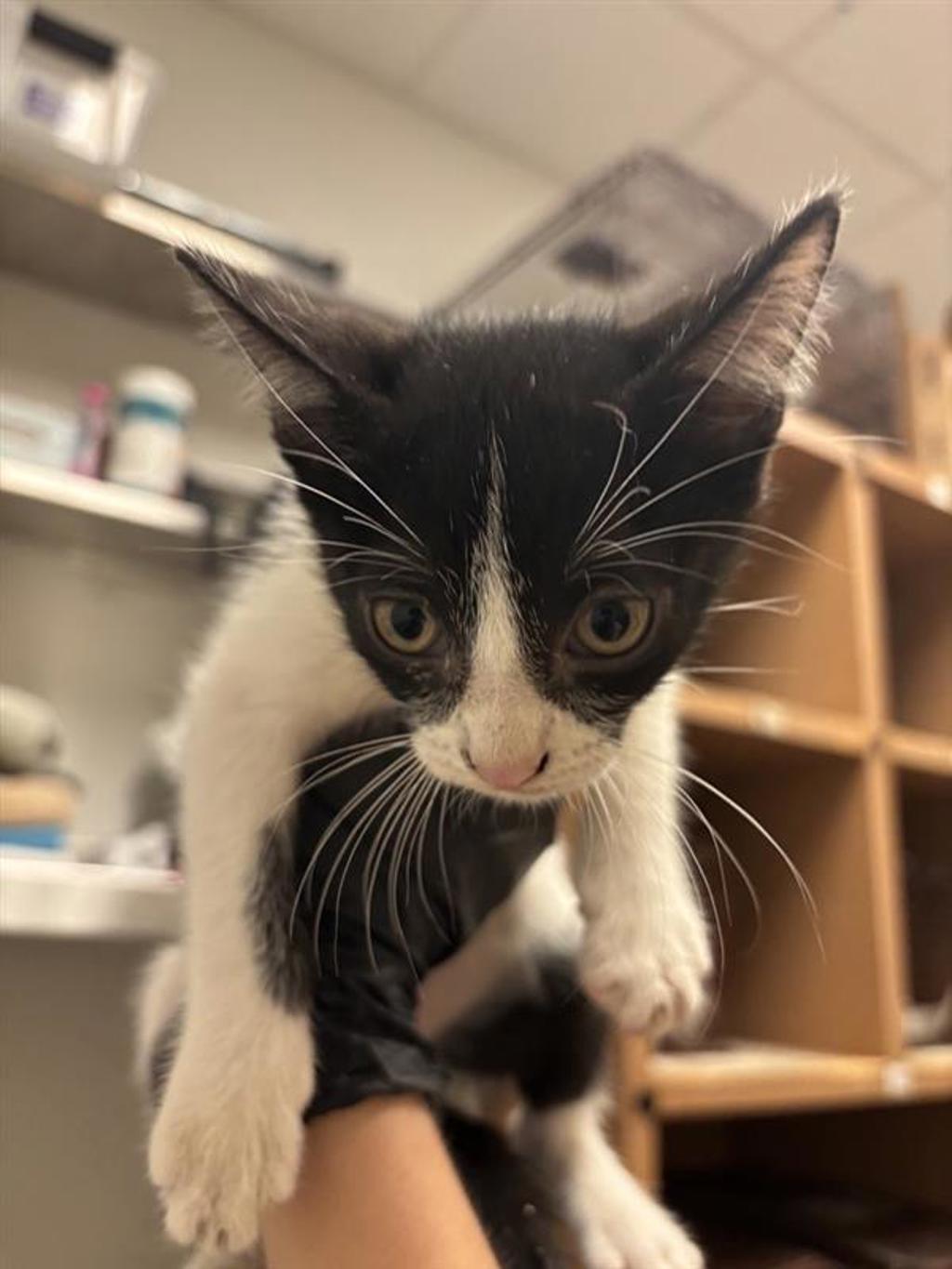 Shelter Stray Male Cat last seen Near E Rundberg Lane, AUSTIN, TX, 78753, 7201 Levander Loop bldg a, Austin, TX 78702, USA