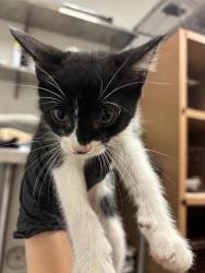 Shelter Stray Female Cat last seen Near E Rundberg Lane, AUSTIN, TX, 78753, 7201 Levander Loop bldg a, Austin, TX 78702, USA