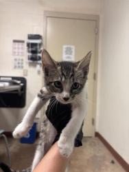 Shelter Stray Male Cat last seen Near E Rundberg Lane, AUSTIN, TX, 78753, 7201 Levander Loop bldg a, Austin, TX 78702, USA