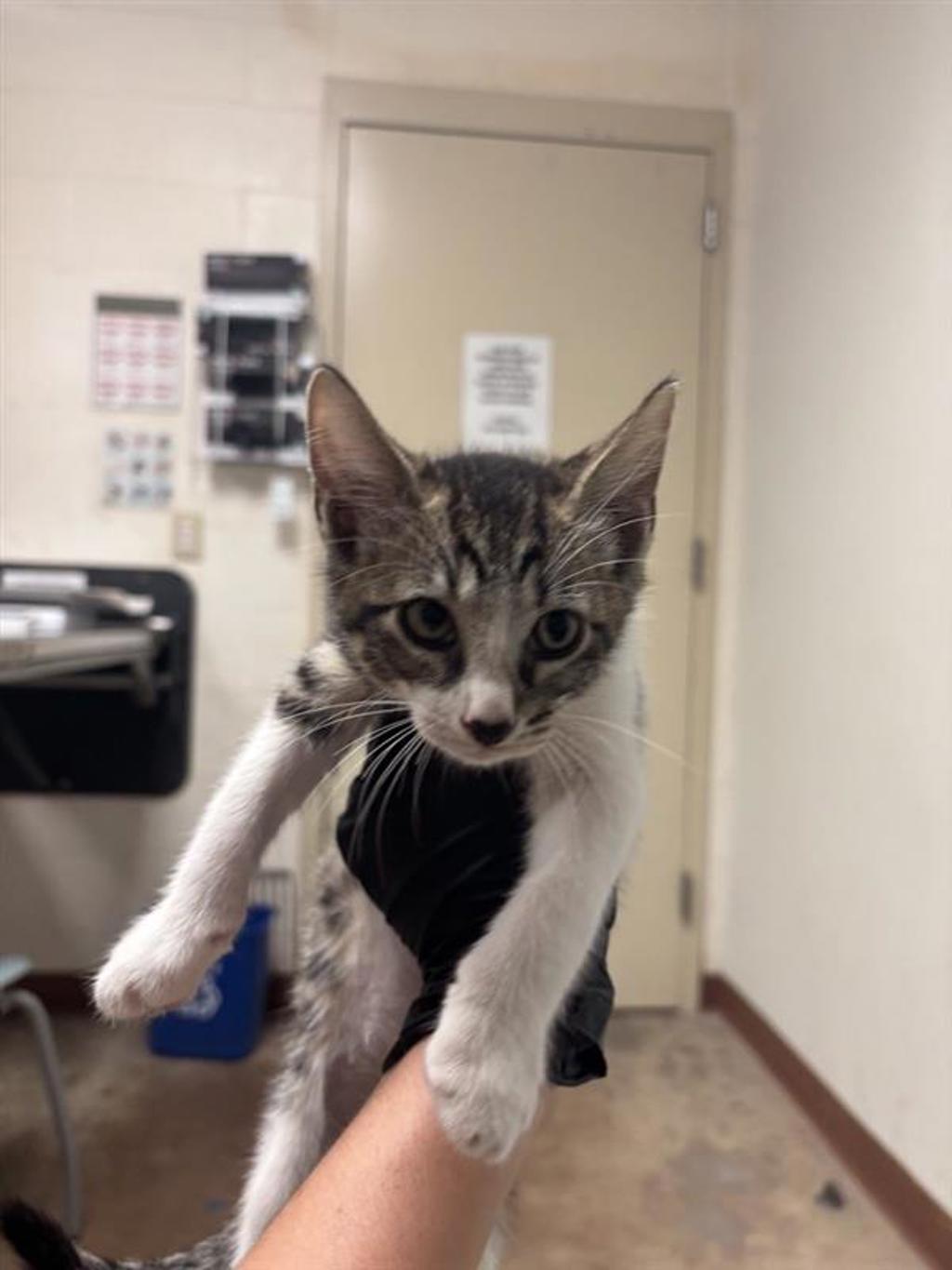 Shelter Stray Male Cat last seen Near E Rundberg Lane, AUSTIN, TX, 78753, 7201 Levander Loop bldg a, Austin, TX 78702, USA